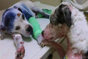 Pahoinpidellyt koirat: tarina aidosta ystävyydestä