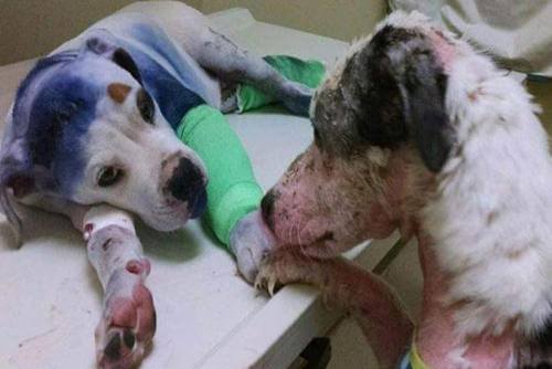 Pahoinpidellyt koirat: tarina aidosta ystävyydestä