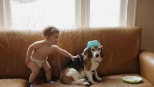 Lapsen kirje kuolleelle koiralle ja yllättävä vastaus