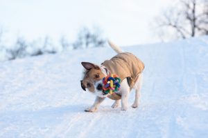 Miksi koira ravistelee leluja?