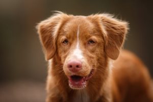 Miksi koiraa ei tule rangaista haukkumisesta?