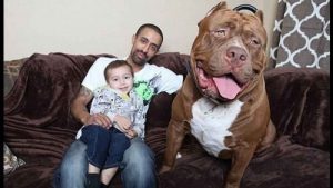 Hulk, maailman suurin pitbull