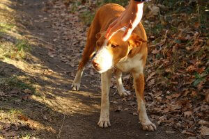 Pariskunta hylkäsi koiransa kahdesti