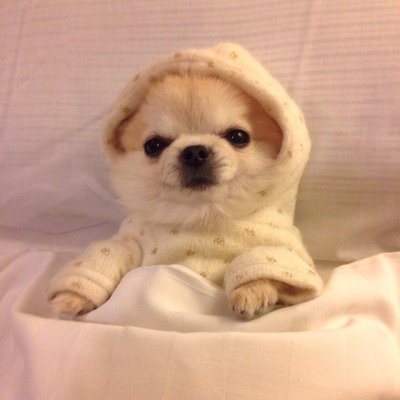 Koiran nukkumistyyli voi kertoa sen luonteesta