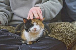Lemmikit ovat paras lääke masennukseen