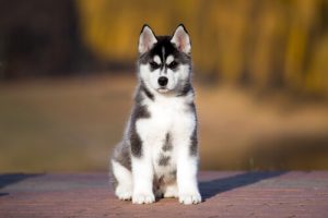 Omenaviinietikkaa koiralle? Kannattaa kokeilla!