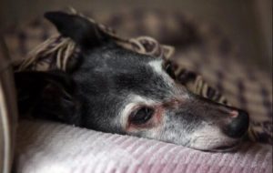 Koiran jäähyväiset: parhaan ystävän viimeinen lenkki