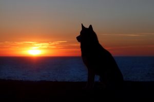 Onko lemmikin kuoleman sureminen samanlaista kuin ihmisen?