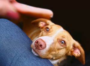 Kuinka saada koira lopettamaan ruoan kerjääminen?