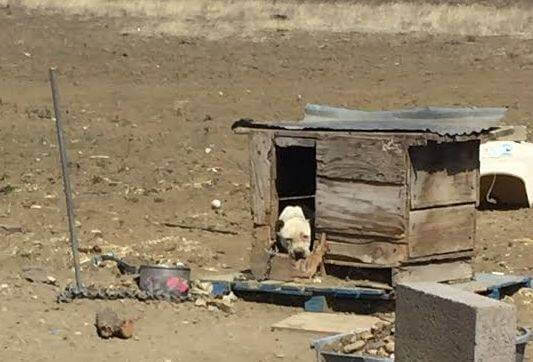 Koira kokee rakkauden oltuaan kaksi vuotta kahleissa