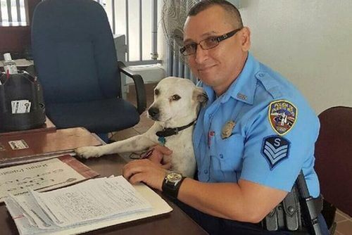 Adoptoi sinäkin entinen poliisikoira