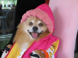 Älä inhimillistä lemmikkiäsi