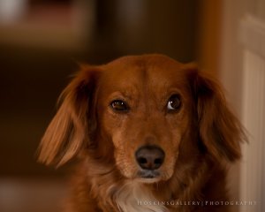 Koira ei luota ihmisiin, jotka eivät pidä sen omistajasta