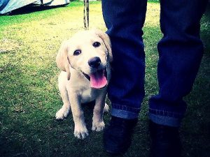 Miksi koira seuraa omistajaansa kaikkialle?