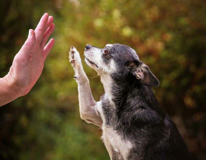 Näin kasvatat rauhallisen koiran