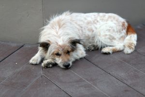 Kuinka tunnistaa koiran terveysongelmat
