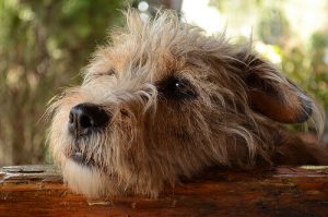 Tuntevatko koirat syyllisyyttä pahoista teoistaan?