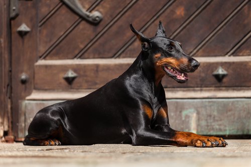 Dobermanni