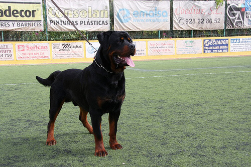 Rottweiler nurmikentällä