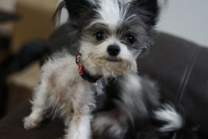 Kirppujen häätö luonnollisin konstein