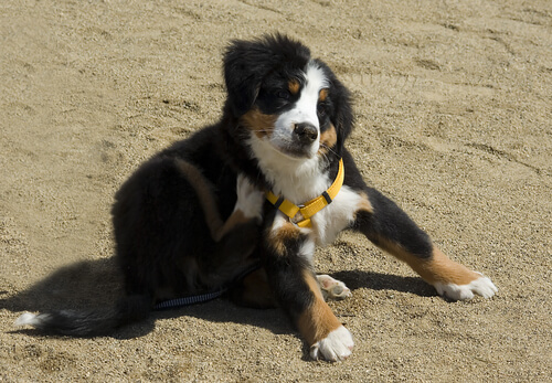 Kirppujen häätö kotikonstein