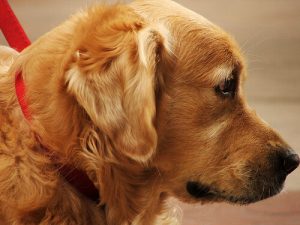 Parhaat luonnolliset keinot kirpun pureman hoitoon