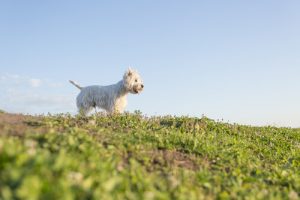 Tykkääkö koira ottaa aurinkoa?