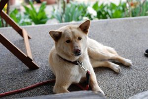 Miten toimia, jos lemmikillä on myrkytys?