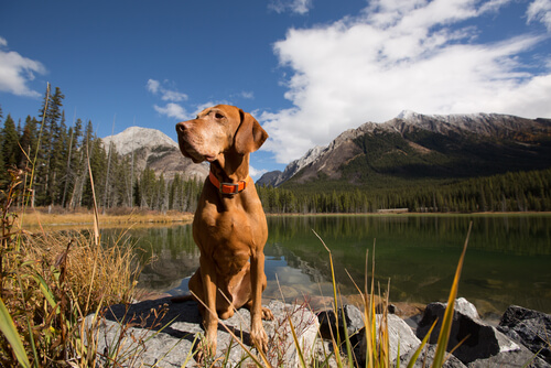 Miten koira ilmaisee tyytyväisyyttään?