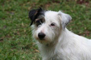 Koiran viestintä: 5 rauhoittavaa signaalia