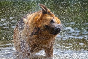 Miksi koira ravistelee itseään?