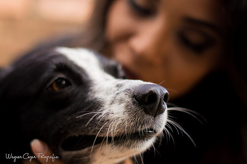 Koirani ei ole lapseni