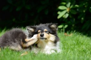 Koiran kirppujen häätö luonnollisin keinoin