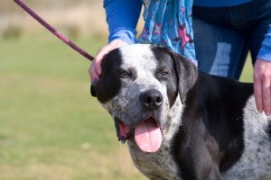 Koiran talutushihnan vetämisen terveydelliset seuraukset