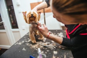 Kannattaako lemmikin turkki leikata kesäksi?