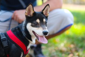 Koirani ei ole lapseni