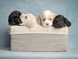 Kuinka valita täydellinen nimi koiralle?