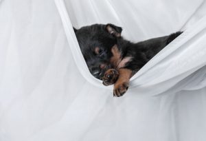 Miksi koira nukkuu päivät pitkät?