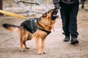 Vähiten haukkuvat koirarodut