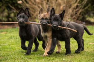 8 perheystävällistä koirarotua