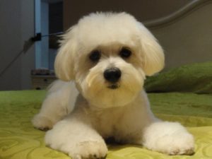 Kerrostaloystävälliset rodut: pieniin tiloihin sopivat koirat