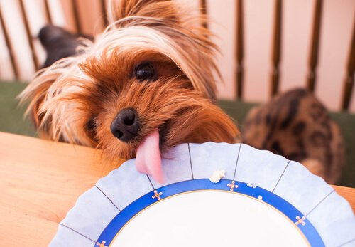 Herkulliset kakut koirille