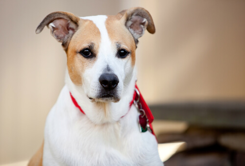 8 perheystävällistä koirarotua