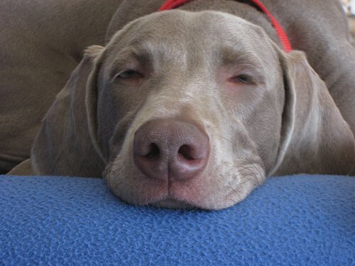 Kuinka saada koira nukkumaan koko yö