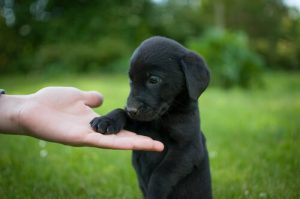 Labradorinnoutaja on koko perheen lemmikki