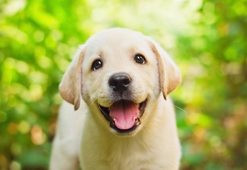 Labradorinnoutajan pentu