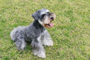 FCI:n mukaiset rotumääritelmät: Ryhmän 2 koirat