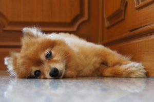 Kuinka toimia, kun koiranpentu itkee öisin?