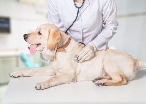 Uusi eläinsairaala antaa toivoa unohdetuille eläimille