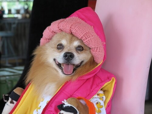 Miksi jotkut ihmiset eivät pidä eläimistä?